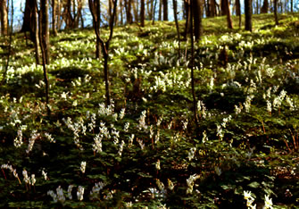 Dicentra s0031